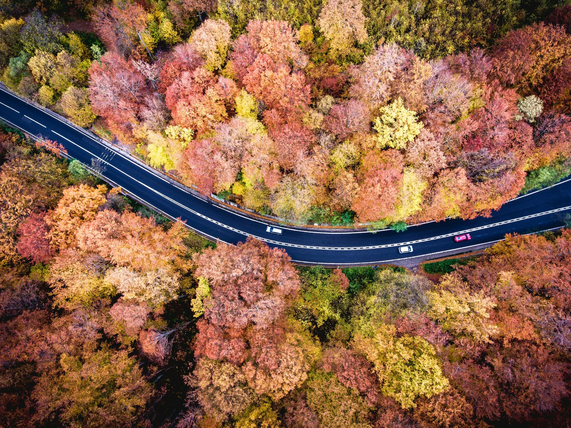 Road and autumn forest from above